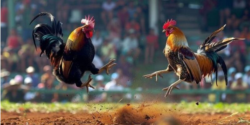 Đá Gà Trực Tiếp Campuchia – Siêu Kịch Tính Nhất 2025 1 Đá Gà Trực Tiếp Campuchia – Siêu Kịch Tính Nhất 2025