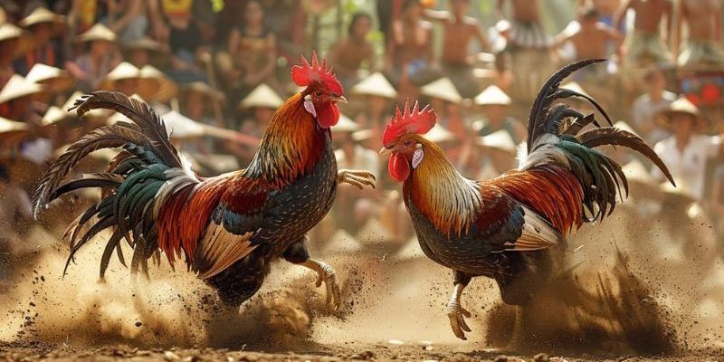 Trực Tiếp Đá Gà 67 Hôm Nay - Cập Nhật Liên Tục Tại Fanvip