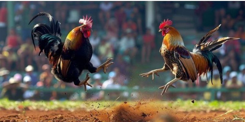 Các thuật ngữ quan trọng khi tham gia đặt cược đá gà Fanvip