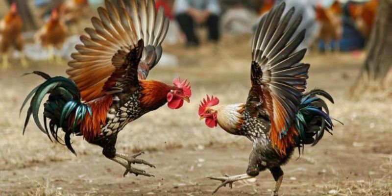 Những điều cần lưu ý trong trực tiếp đá gà Thomo 999